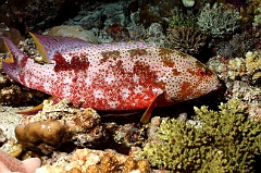 Raja Ampat 2016 - Variola louti - Yellow edged lyretail - Croissant queue jaune - IMG_4209_rc